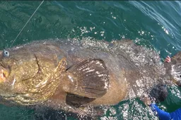 Visser vangt monsterlijke zeebaars van 272 kilo