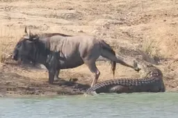 Nijlpaard hangt superheld uit en bevrijdt gnoe van een krokodil
