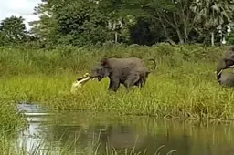 Olifant krijgt de schrik van zijn leven als er ineens een krokodil aan z'n snufferd hangt