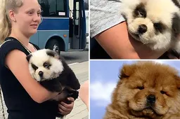 Gekke Rus licht toeristen op door zijn hond in een panda te transformeren