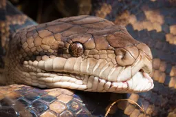 Nachtmerrie wordt werkelijkheid: vrouw is feestmaal voor mega python