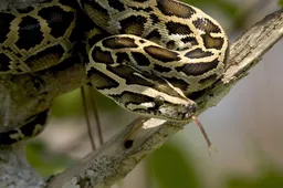 Super oma smijt zo even twee pythons uit de barbecue