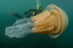 Duikster stuit op reuzenkwal die even groot is als zijzelf