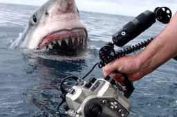 Brute compilatie van Shark Week held Andy Casagrande