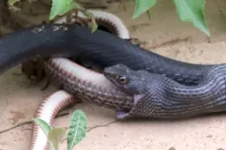 Kannibalistische slang voelt zich bedreigt door filmer en braakt nog levende slang uit