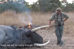 Jager Theunis Botha wordt ongenadig hard terugpakt door olifant