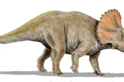 Student vindt 65 miljoen jaar oude schedel van een Triceratops