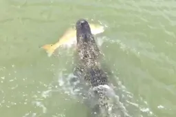 Alligator steelt buit van een klein ventje