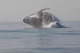 Toeristen spotten walvis van 40 ton die als een malle uit het water jumpt