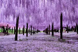 The Great Wisteria Festival is een levensecht sprookjesbos