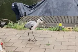 Moordlustige Amsterdamse reiger vreet rat op in luttele seconden