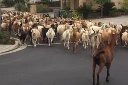200 geiten bestormen de wegen van Californië en het levert hilarische beelden op