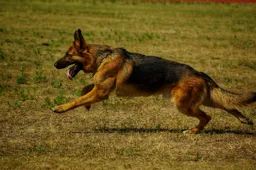 Dit is waarom je nooit voor een politiehond moet proberen te vluchten