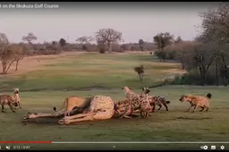 Hyena’s en leeuwen genieten van een giraffe als ontbijt midden op Zuid-Afrikaanse golfbaan