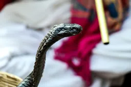 Hongerige cobra zet tanden in penis van Nederlandse toiletbezoeker