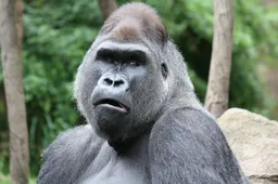 8% van de mannen zou wel in de ring willen staan met een gorilla