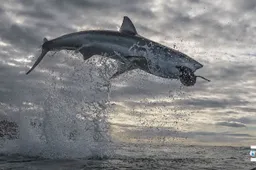 Zuid-Afrikaanse witte haai zet record voor hoogste sprong uit het water