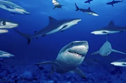 Duizenden forenzende haaien maken kust van Florida onveilig