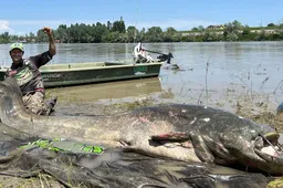 Visser vangt een gigantische meerval van maar liefst 2,8 meter lang