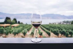 Krijg 10.000 per maand om wijn te drinken in Californië