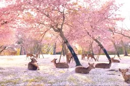 Kom tot rust met deze prachtige video van het Nara Park in Japan