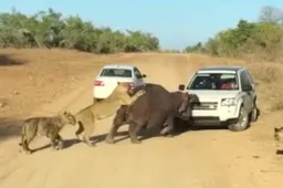 Pissige nijlpaard neemt hap uit Land Rover als 'ie wordt achtervolgd door groep hongerige leeuwen