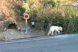 Rouwende hond waakt al anderhalf jaar op plaats waar baasje omkwam