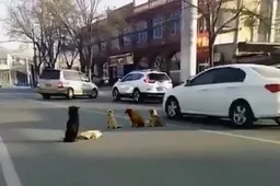 Honden weigeren weg te verlaten na aanrijding met een van hun vrienden
