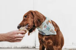 Banksnacken met je viervoeter met hondenijs van Ben & Jerry's