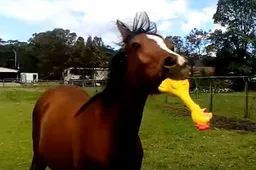 Niets is zo gelukkig als dit debiele paard met een stuk speelgoed
