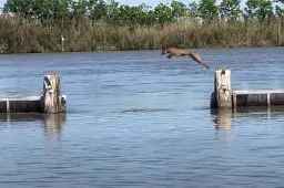 Deze kat heeft dikke schijt en maakt een onmenselijk verre sprong