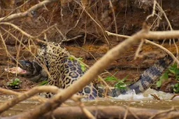 Jaguar vermoordt Alligator in nieuwe super scène Planet Earth II