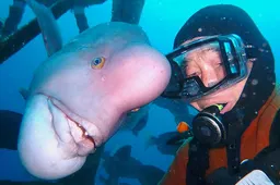 Japanse duiker is al 25 jaar bevriend met een vis