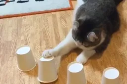 Deze kat levert je goud geld op bij balletje-balletje