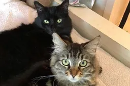Twee katten 'huren' een appartementje voor 1500 dollar per maand