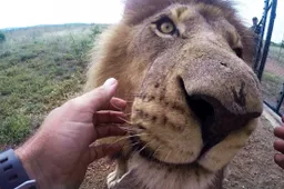 Dit is de tandarts van wilde leeuwen, hyena's en luipaarden