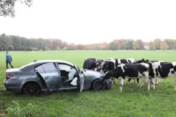 Dronken vrouw zonder rijbewijs crasht gestolen auto in het weiland na het stelen van frikandel