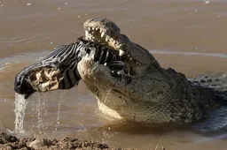 Krokodil heeft honger en vreet een zebra in één keer op