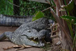 Gigantische krokodillen doen ons denken aan Jurassic Park