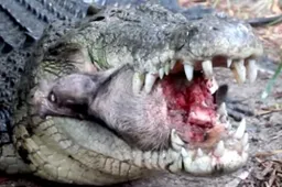 Zo klinkt het geluid van een krokodil die de schedel van een varken splijt