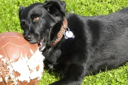 Spectaculaire redding van een random hond voorkomt doelpunt