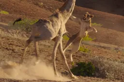 Giraffe laat niet met zich sollen door agressieve leeuwen