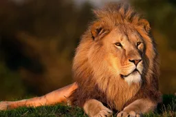 Groep stropers vermoedelijk opgepeuzeld door leeuwen in Zuid-Afrika