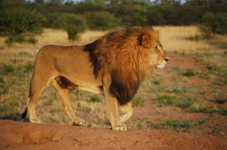 Enorme leeuw doet een poging eten te stelen door een luipaard achterna te klimmen