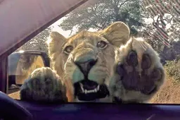 Nieuwsgierige leeuw komt gevaarlijk dichtbij in Krugerpark
