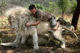 The Lion Whisperer Kevin Richardson neemt z’n leeuwen mee uit wandelen