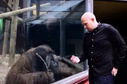 Orang-Oetan probeert truc van goochelaar na te apen
