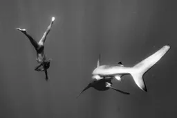 Model Marisa Papen doet een naaktshoot terwijl ze zwemt tussen de haaien