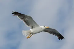 Scheidsrechter doet moeilijk nadat vogel op hoofd van tennisser kakt