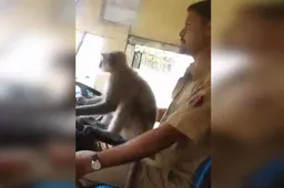 Buschauffeur krijgt schorsing omdat hij een aap liet rijden